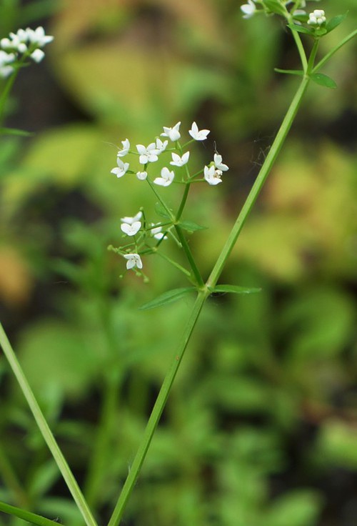 inflorescence
