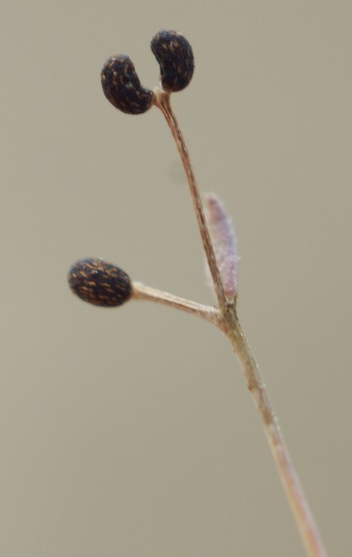 fruit