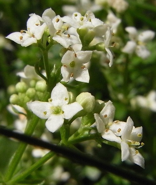 détail fleur