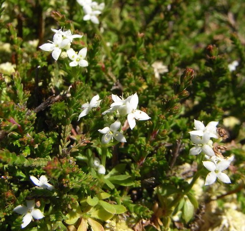 inflorescence