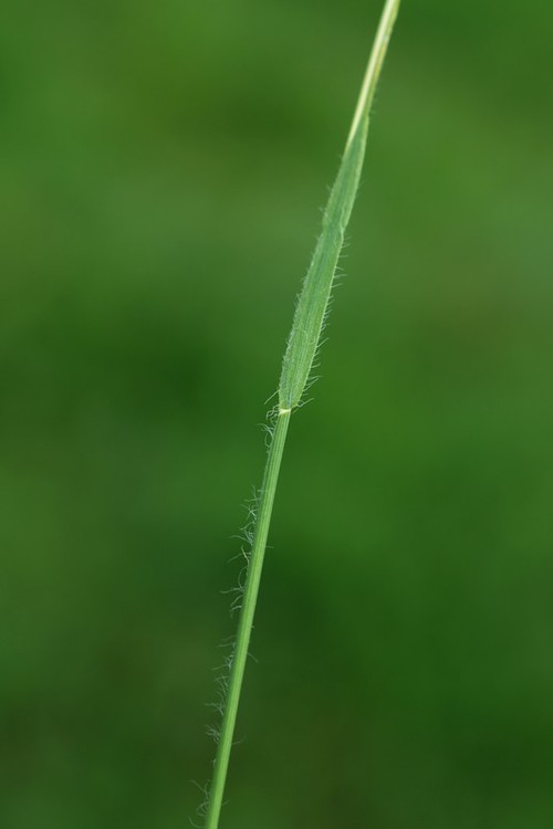 détail feuille