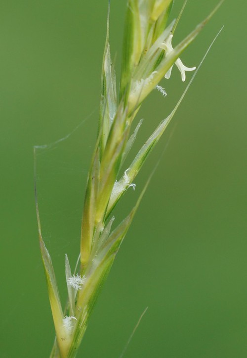 détail fleur