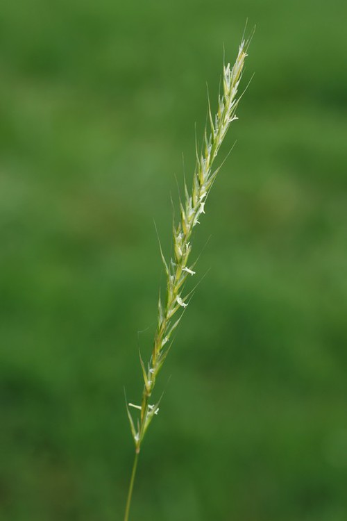 inflorescence