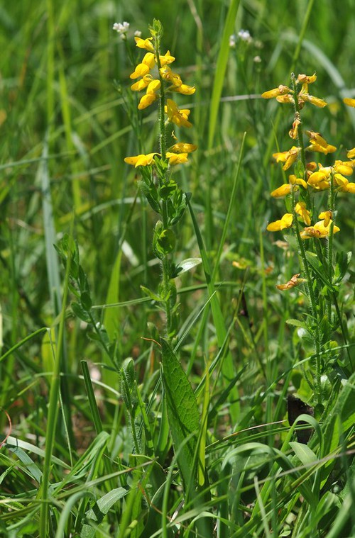 Genista germanica