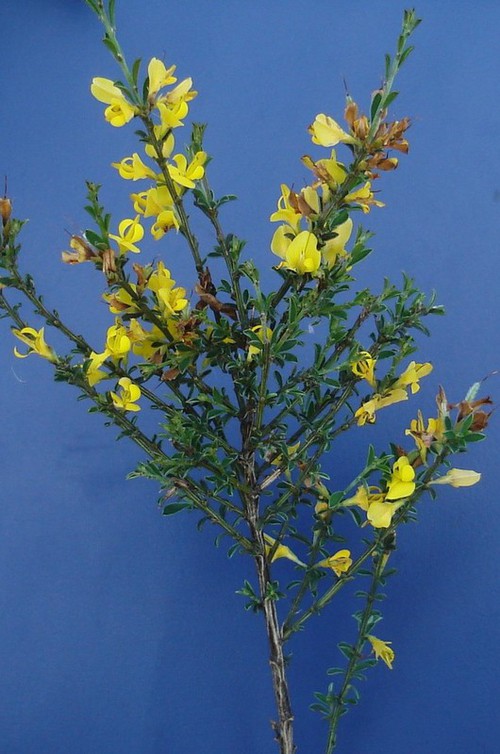 Genista pilosa