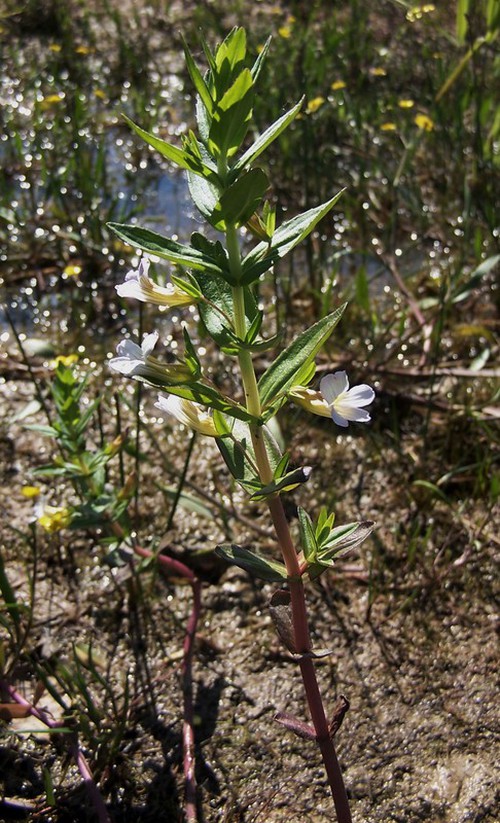 Gratiola officinalis