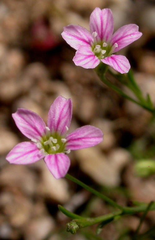 détail fleur