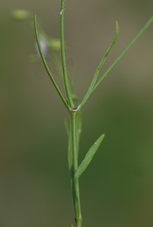 feuille