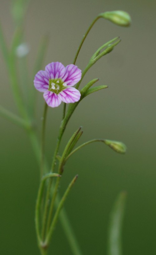 inflorescence