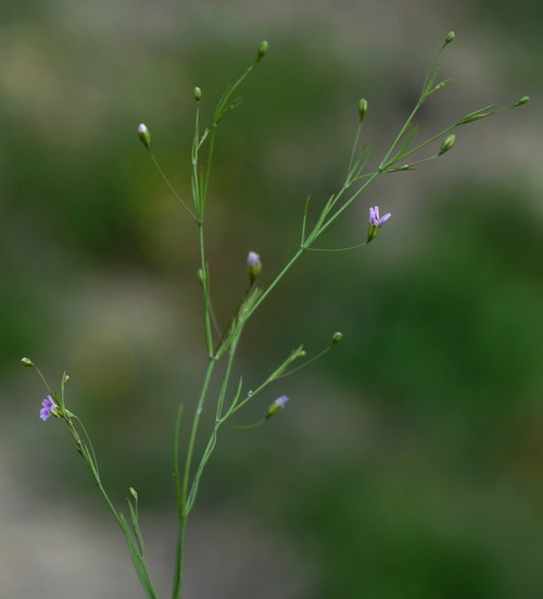 Plante entière
