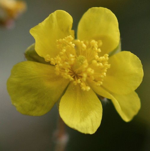 détail fleur