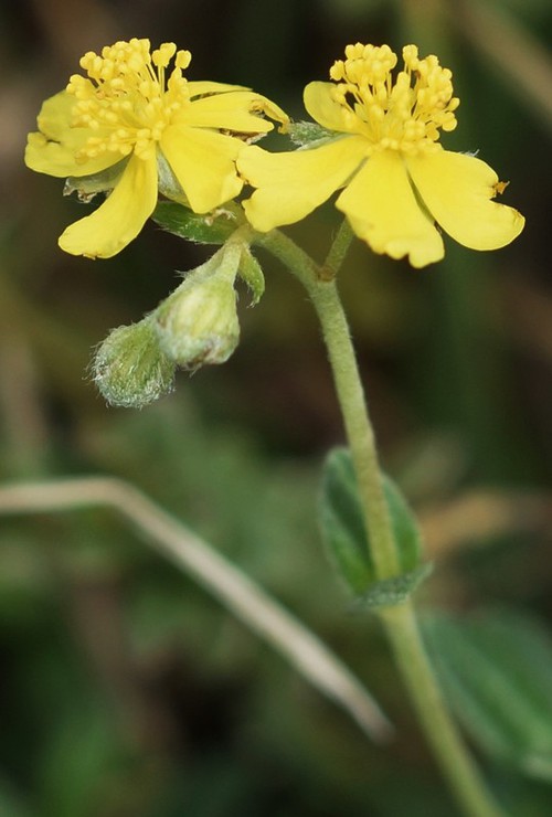 inflorescence