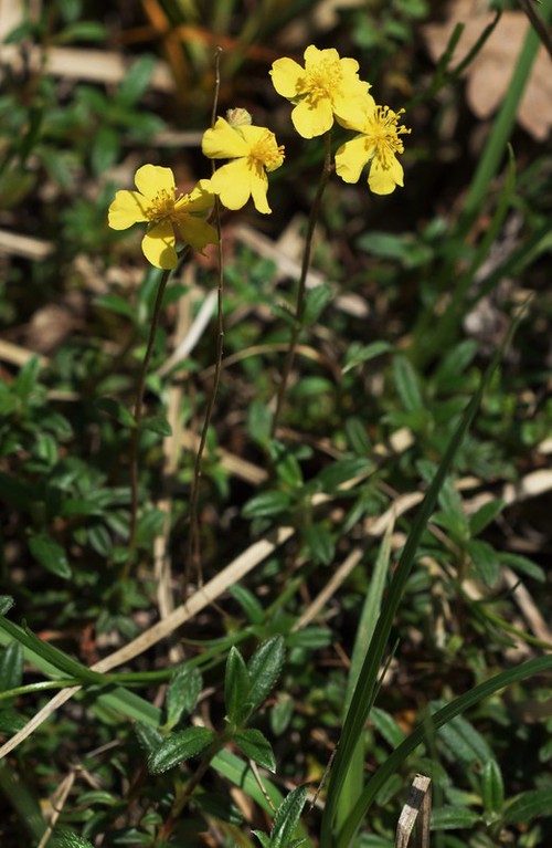 Plante entière