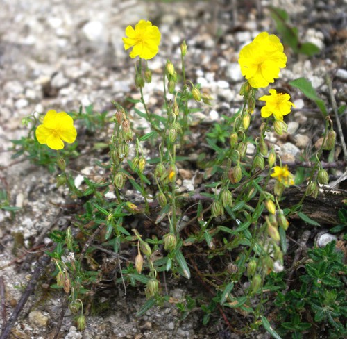 Helianthemum nummularium