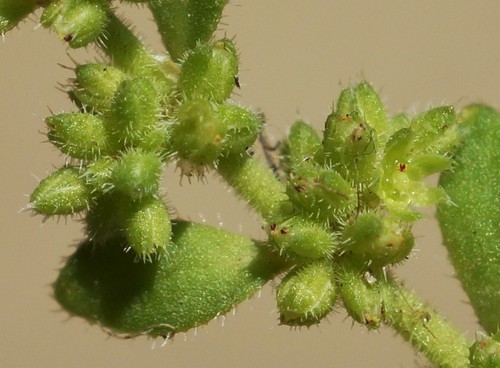 Inflorescence