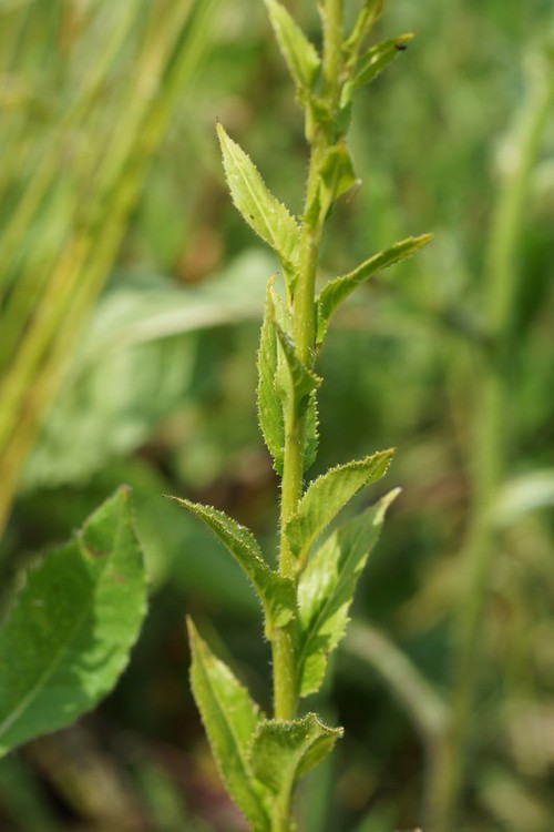 feuille