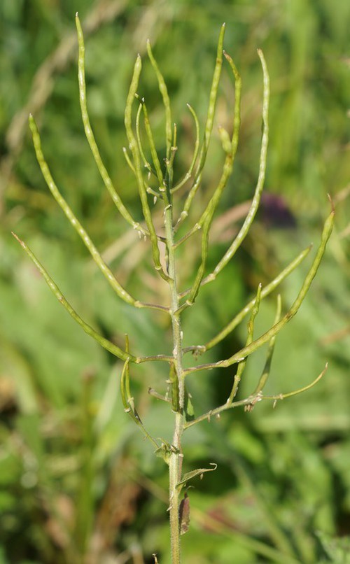 fruit