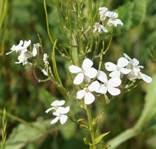 inflorescence