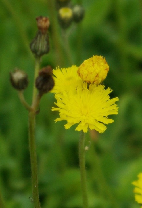 inflorescence