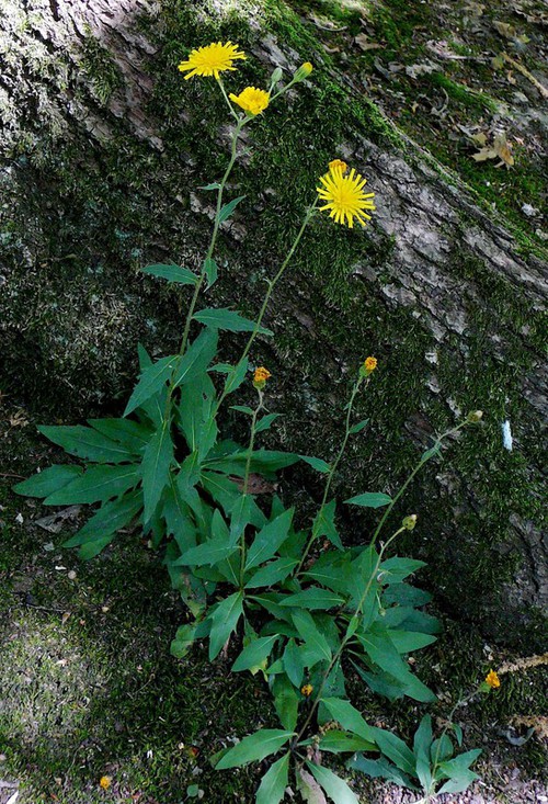Hieracium laevigatum