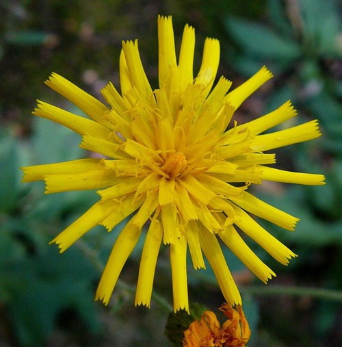 Inflorescence