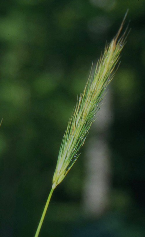 inflorescence