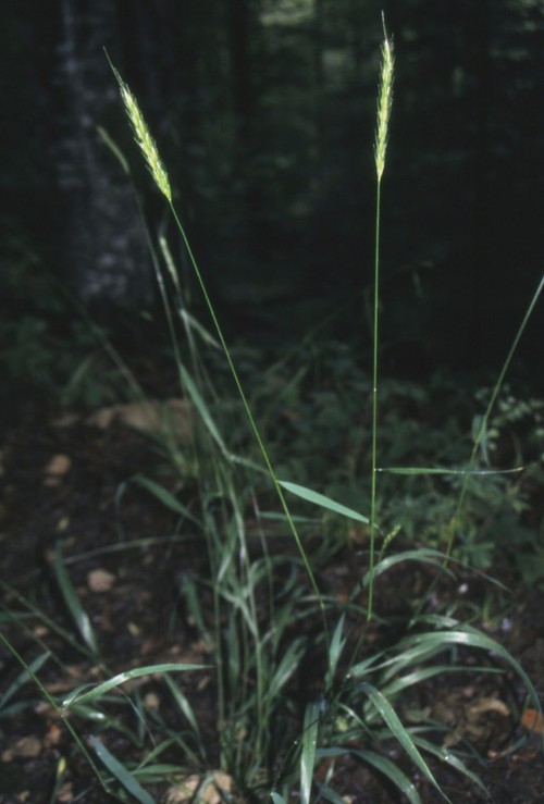 Plante entière