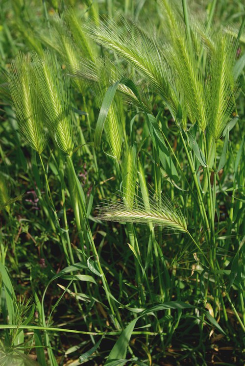Hordeum murinum