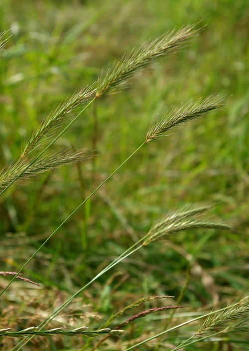 Hordeum secalinum