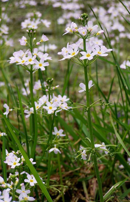 Inflorescence