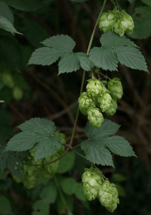 Inflorescence femelle
