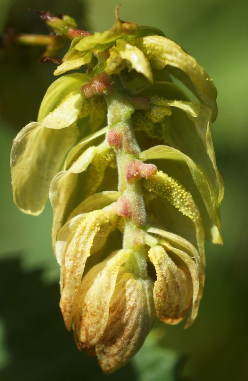 Coupe inflorescence femelle