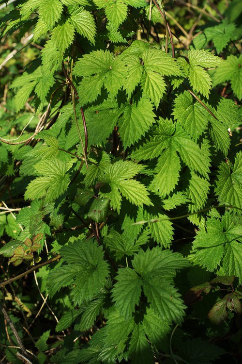 Humulus lupulus