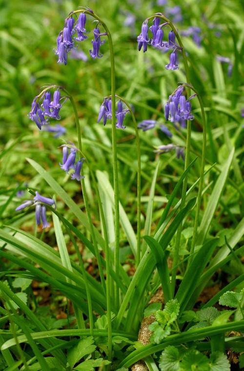 Hyacinthoides non-scripta