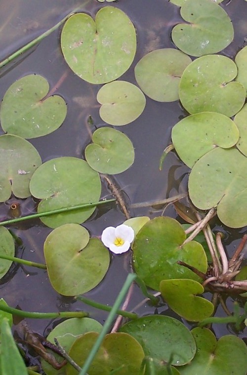 Hydrocharis morsus-ranae