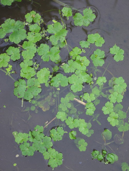 Hydrocotyle ranunculoides