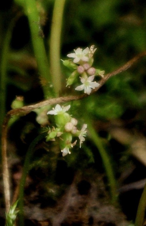 Inflorescence