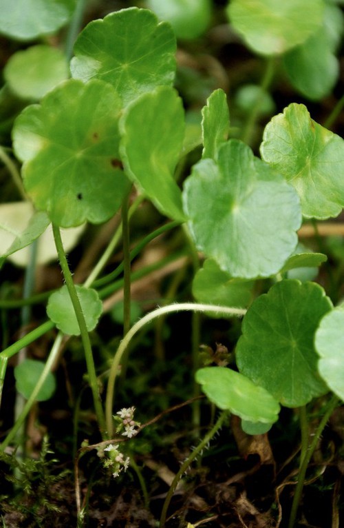 Hydrocotyle vulgaris
