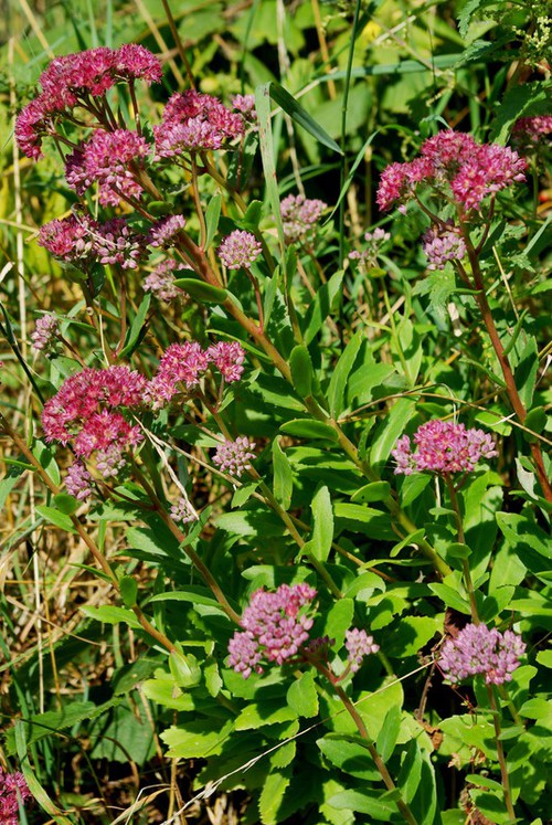 Hylotelephium telephium