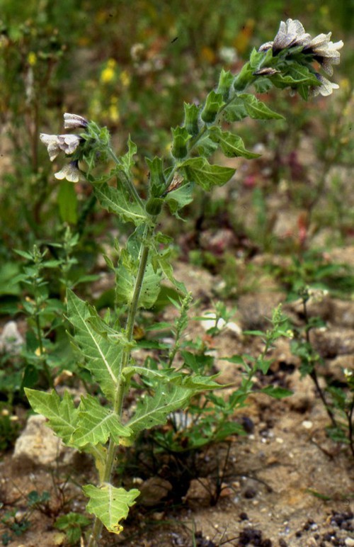 Hyoscyamus niger