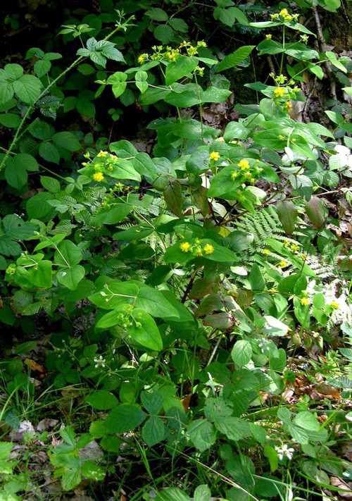 Hypericum androsaemum