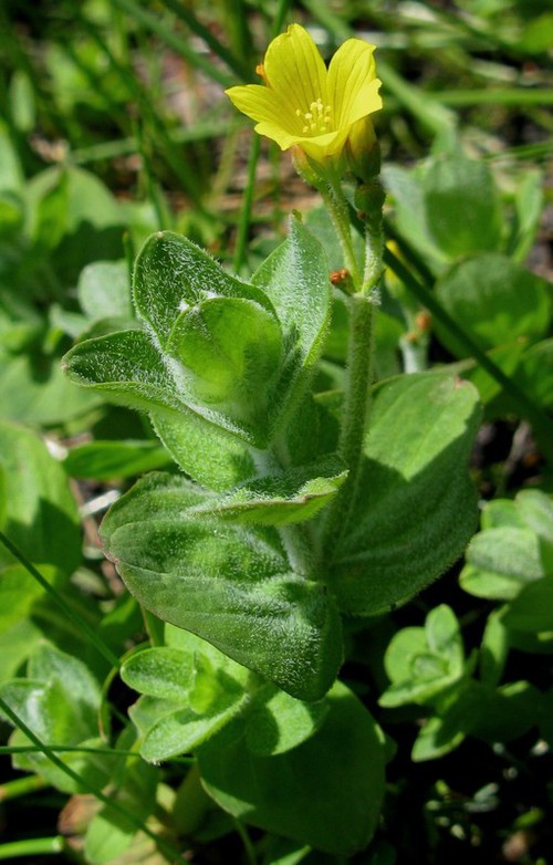 Hypericum elodes