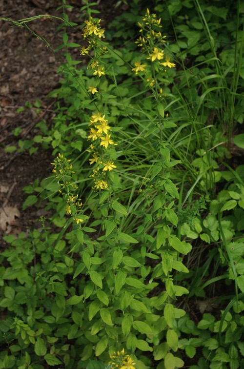 Hypericum hirsutum