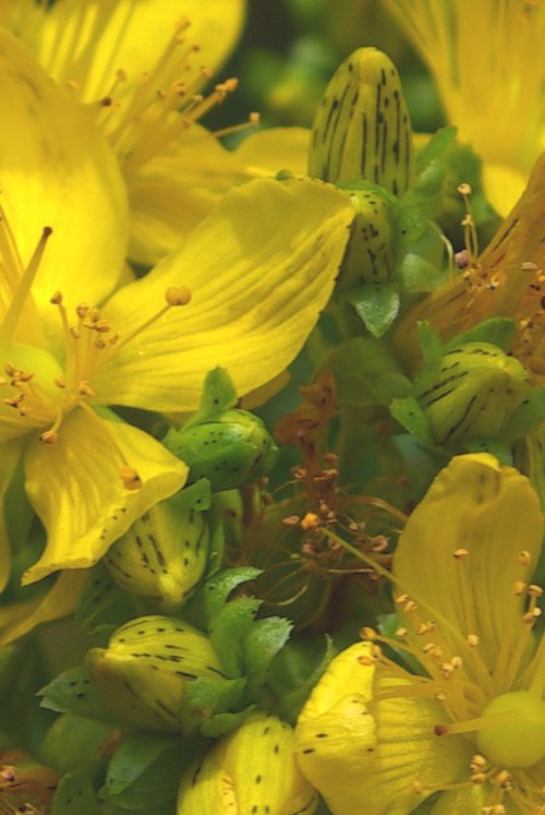 Sépales et pétales