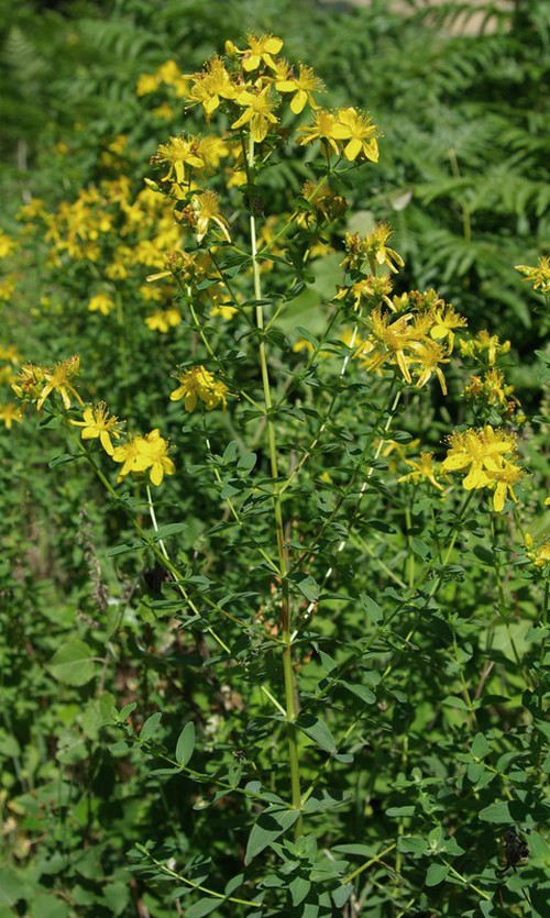 Hypericum maculatum