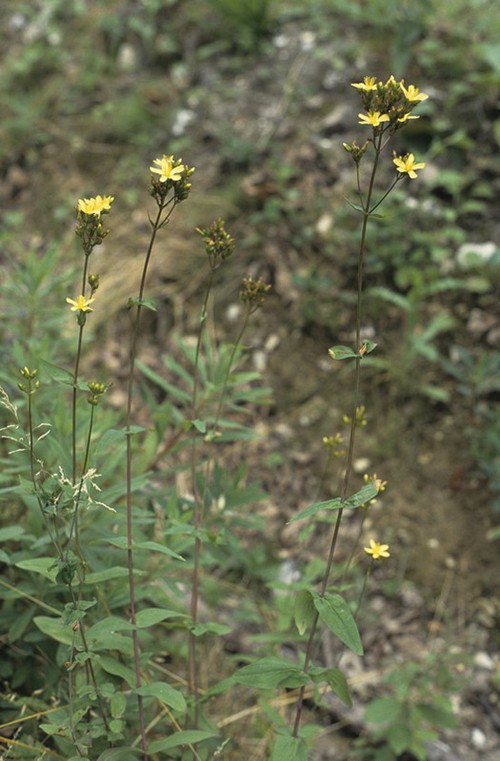 Hypericum montanum