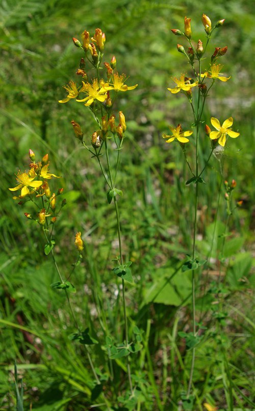 Hypericum pulchrum