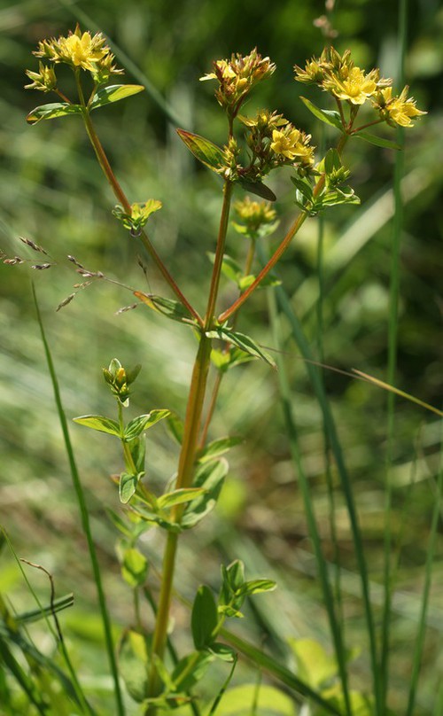 Hypericum tetrapterum