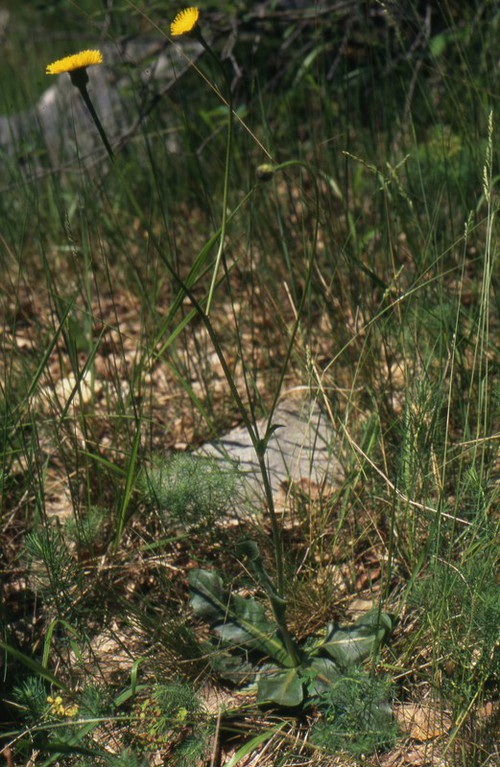 Hypochaeris maculata