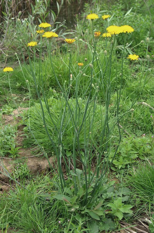 Hypochaeris radicata